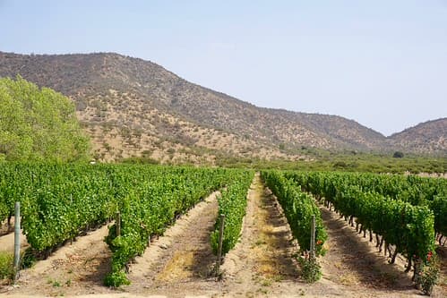 Vale de Casablanca: a rota dos vinhos a 1h de Santiago